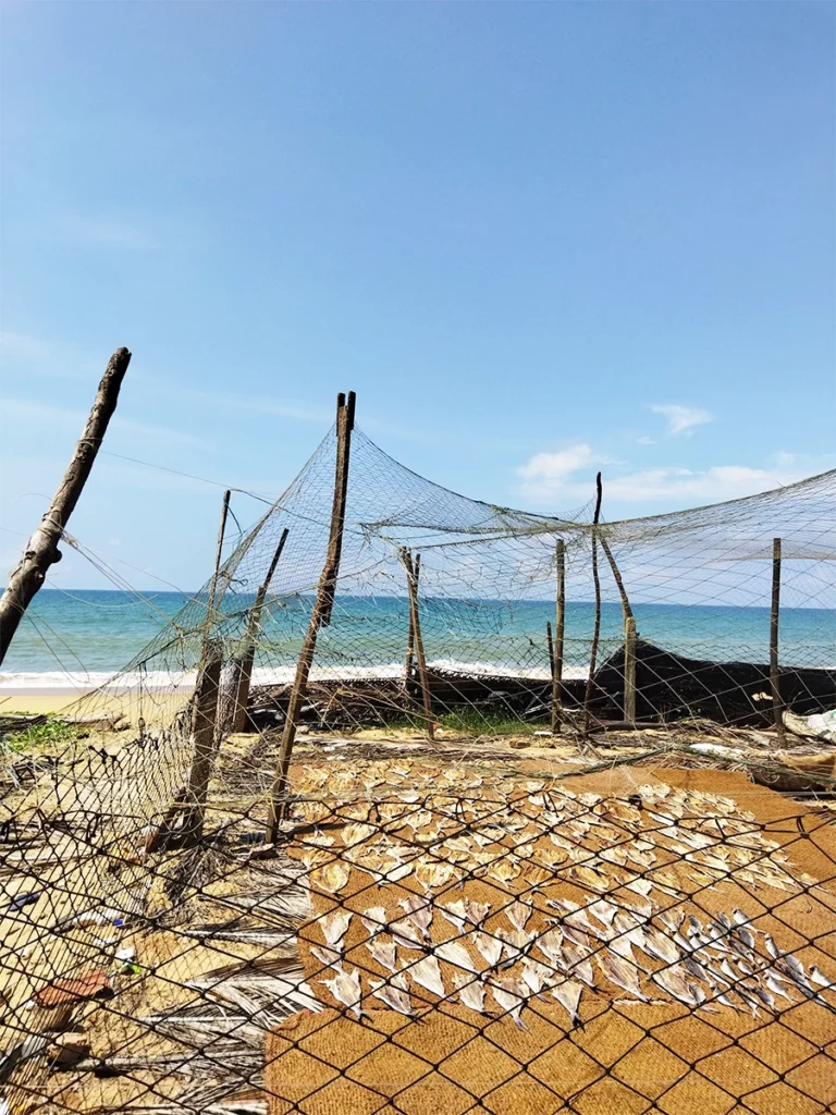 drying fishes near beach