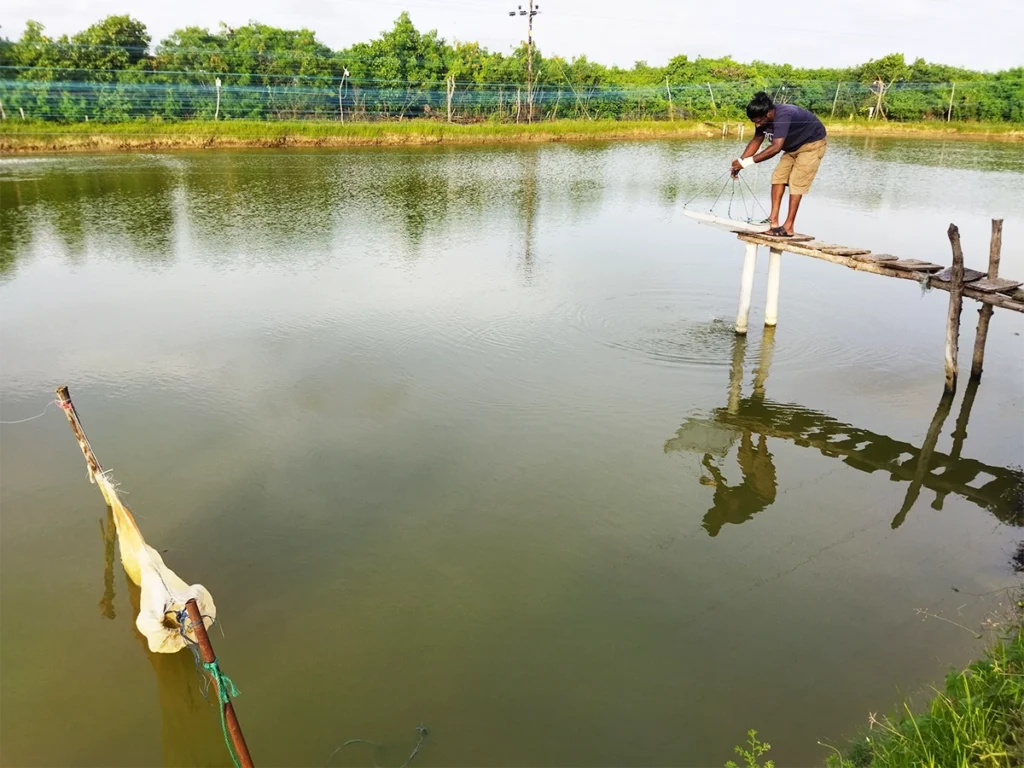 shrimp farm and checking shrimps
